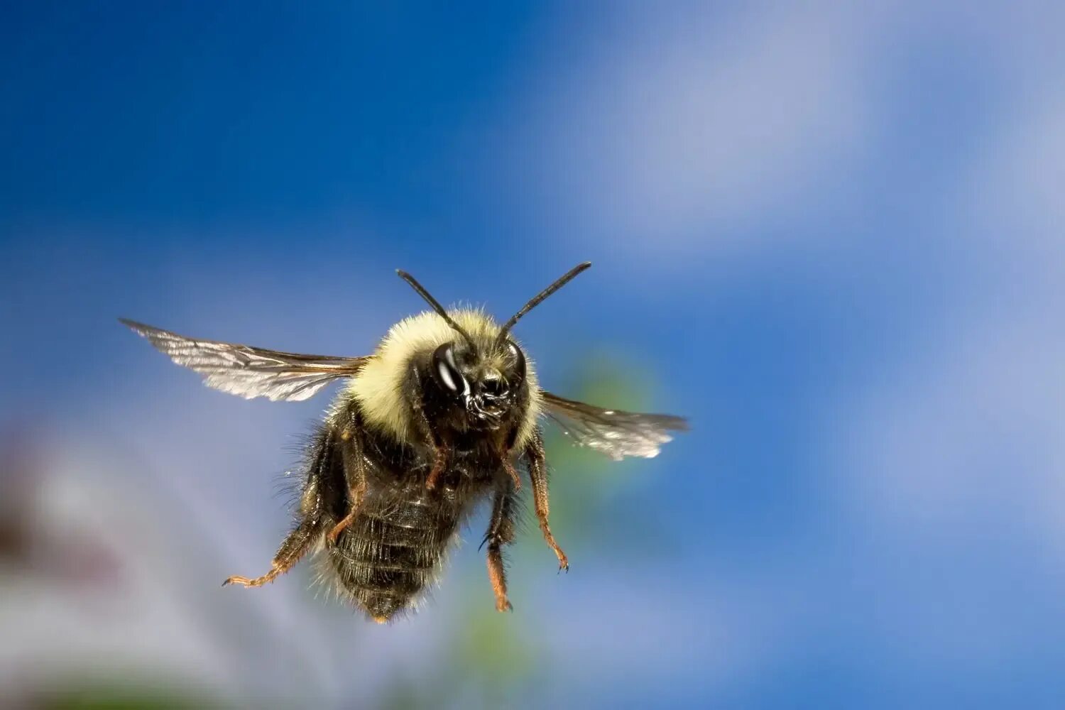 Bee fly. Шмель насекомое. Шмель в полете. Пчела в полете. Пчела летит.