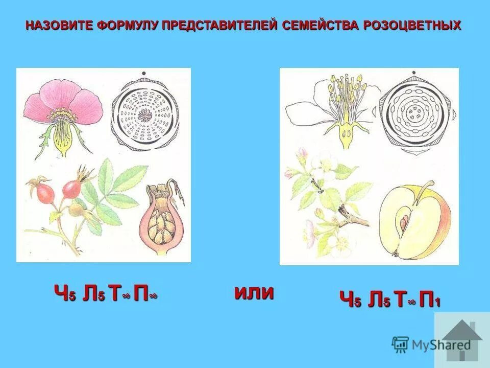 Формула цветка растений семейства розоцветные ответ. Розоцветные растения формула цветка. Семейство Розоцветные формула цветка. Диаграмма цветка розоцветных схема. Формула цветка растения семейство розоцветных.