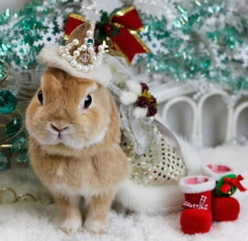 Новогодние животные. Новогодний кролик. Новогодний заяц. Зайчик новый год. 24 год год кролика