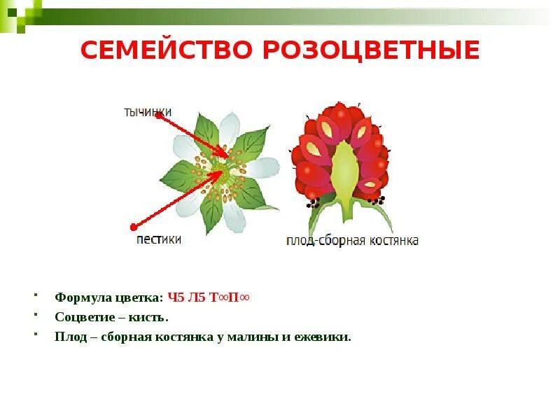 Форма чашечки у земляники. Формула цветка розоцветных растений. Строение цветка растений семейства розоцветных. Строение плода розоцветных растений. Семейство Розоцветные формула.