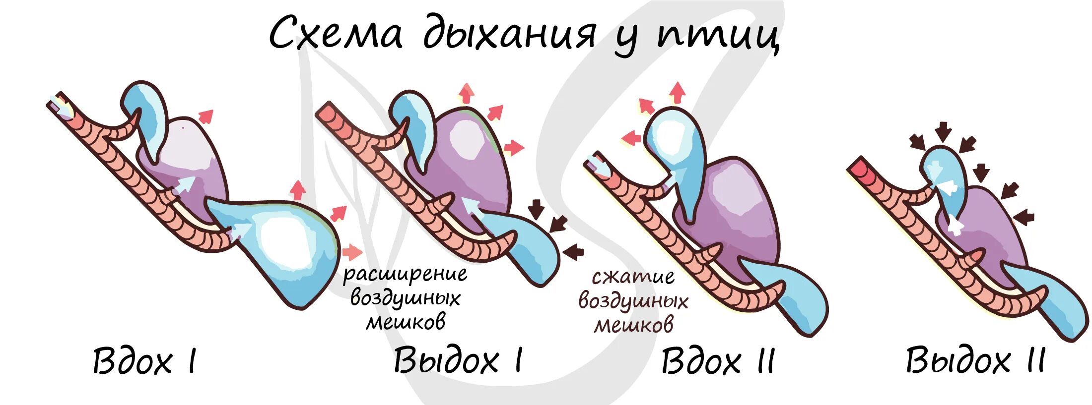 Нарисуйте схему процесса двойного дыхания птиц Нарисуйте схему процесса двойного дыхания птиц
