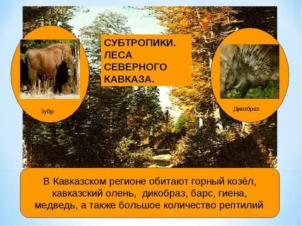 Субтропики климат растения животные