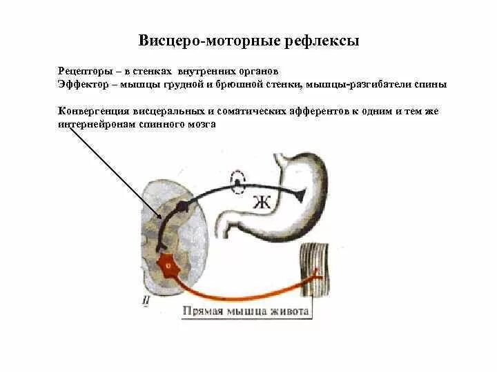 Висцеральный рефлекс. Моторно-висцеральные рефлексы пример. Висцеро висцеральный рефлекс схема. Теория моторно-висцеральных рефлексов схема. Механизм моторно висцеральных рефлексов.