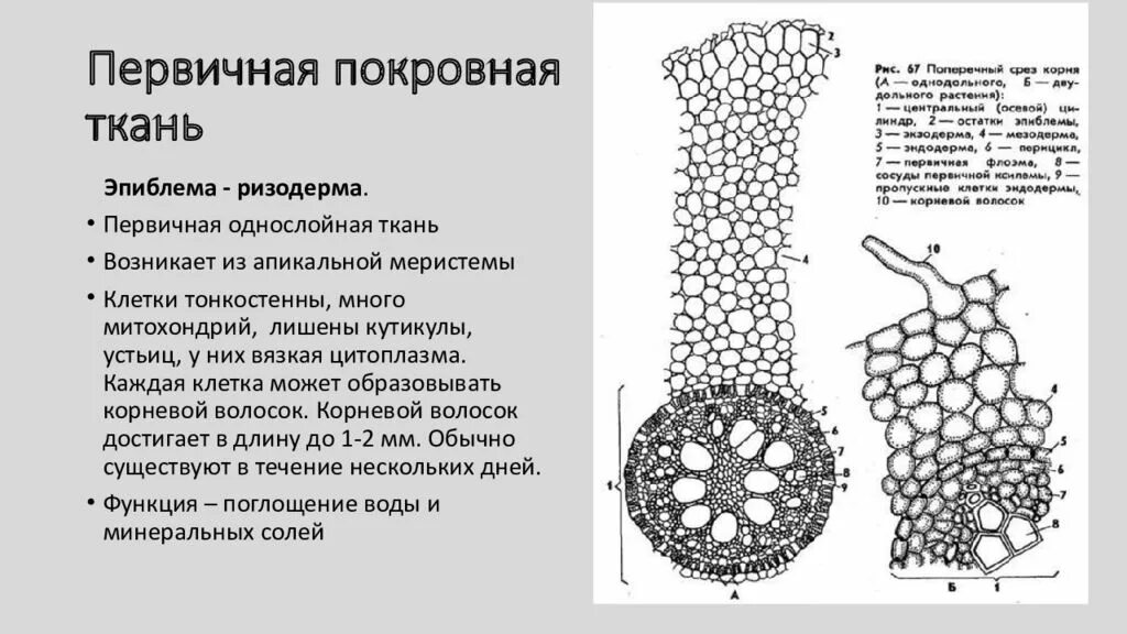 Первичная однослойная поверхностная ткань корня. Покровная ткань строение клетки. Покровная ткань строение и функции. Ткань растения покровная ткань функции. Покровная ткань строение клетки.