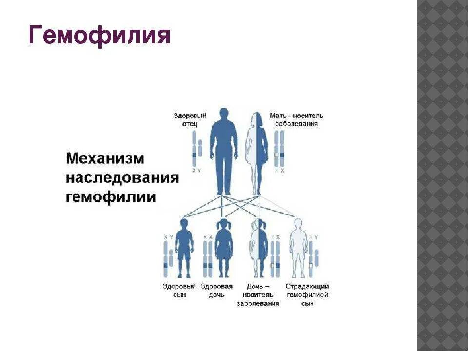 Механизм передачи гемофилии. Тип наследования при гемофилии. Схема передачи гемофилии. Гемофилия схема заболевания. Носители гемофилии женщины