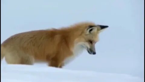 Лиса мышкует зимой видео