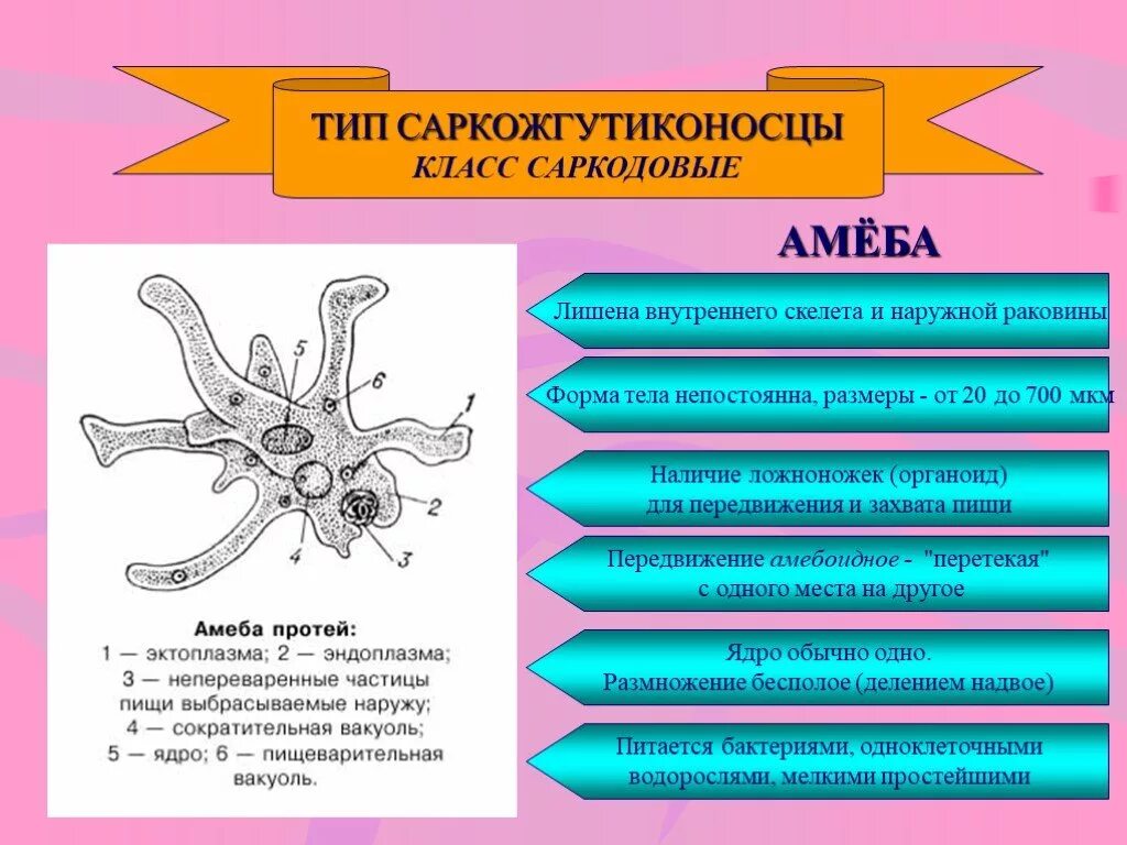 Саркодовые животные. Тип Саркодовые корненожки. Тип Саркожгутиконосцы класс. Саркодовые Саркожгутиконосцы. Класс Саркодовые амеба.