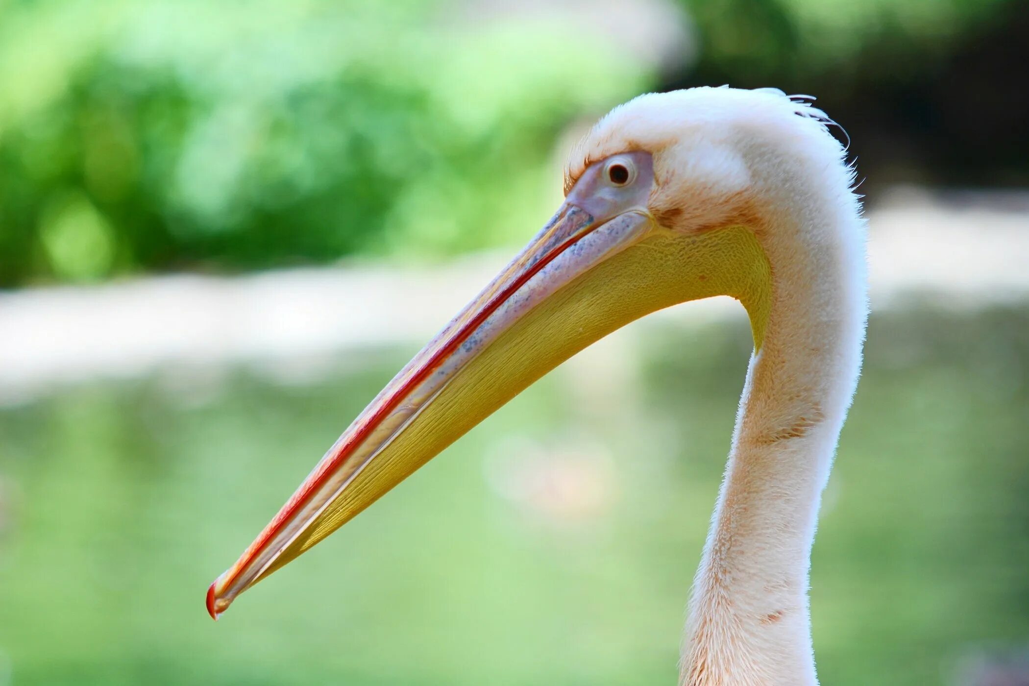 Pelecanus onocrotalus. Клюв пеликана. Розовый Пеликан. Пеликаны Пеликанообразные. Пелекан