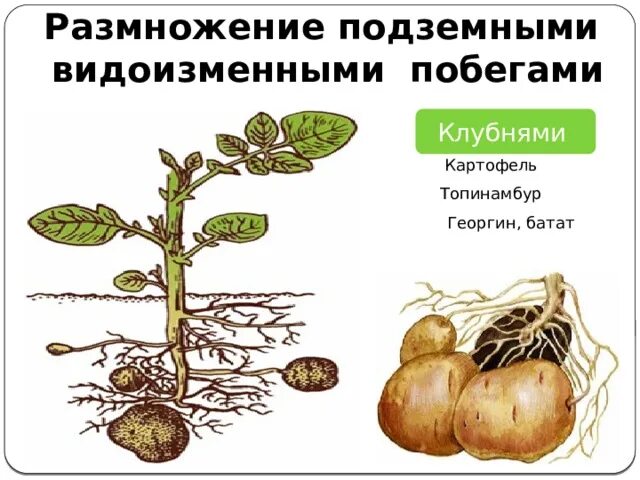 Топинамбур размножение клубнями. Вегетативное размножение картофеля клубнями. Вегетативное размножение топинамбура. Размножение подземными побегами. Биология 6 класс параграф 17 вегетативное размножение