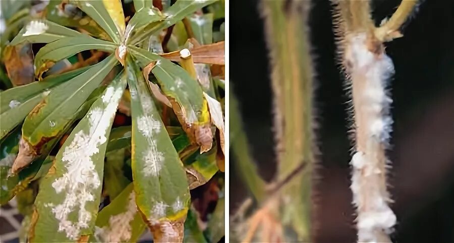 Пунция. Sclerotinia sclerotiorum гниль. Белая гниль (склеротиниоз). Белая гниль огурца Sclerotinia sclerotiorum.