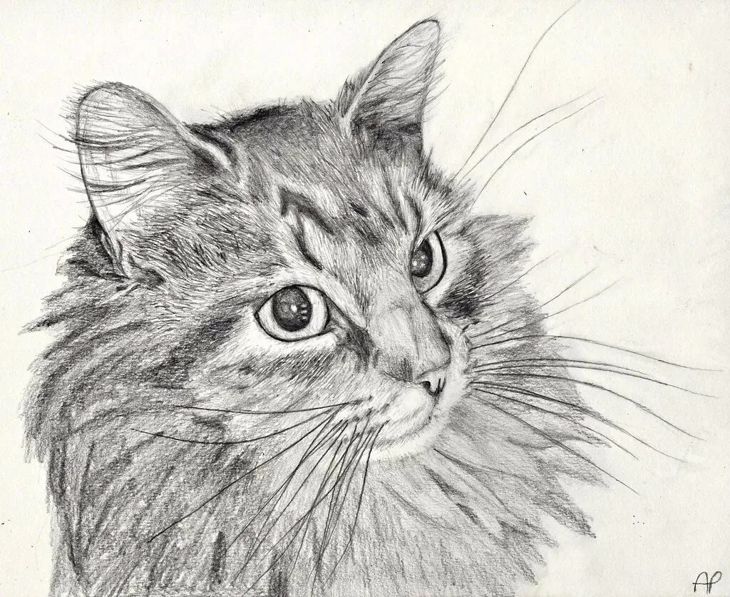 Фото рисунка кошки. Кошка рисунок. Рисунки карандашом. Кошка карандашом. Красивые рисунки карандашом.