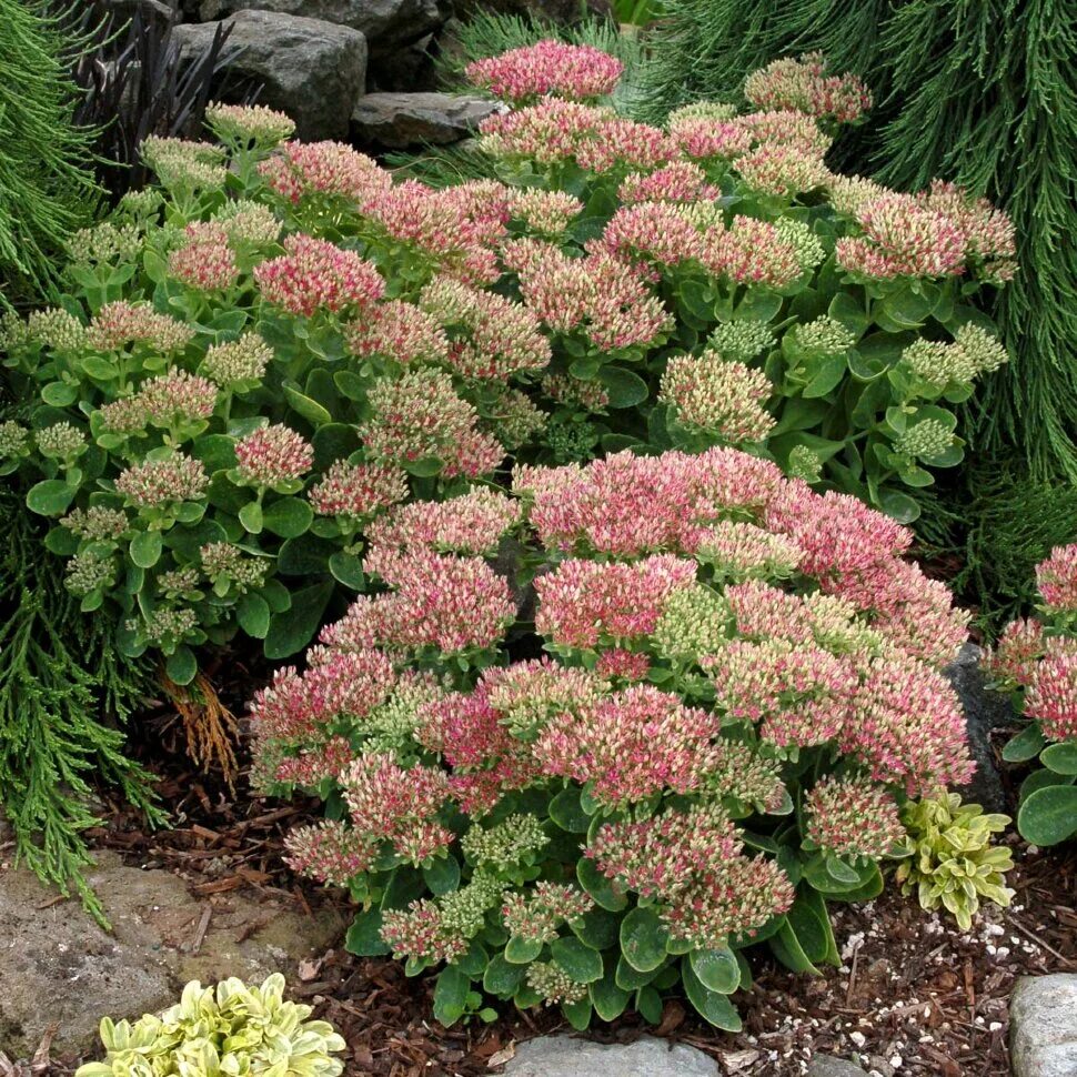 Очитки садовые. Очиток Видный (Sedum spectabile `Brilliant`). Очиток Видный (Sedum spectabile).