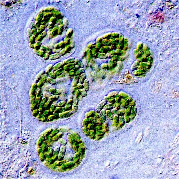 Цианобактерии бациллы. Цианобактерии микроскоп. Цианобактерии фотосинтезирующие микроорганизмы. Доядерные цианобактерии. Группы организмов цианобактерии