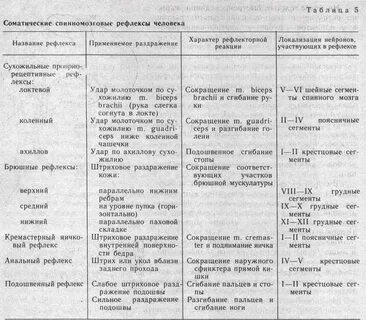 Спинной мозг строение и функции рефлексы