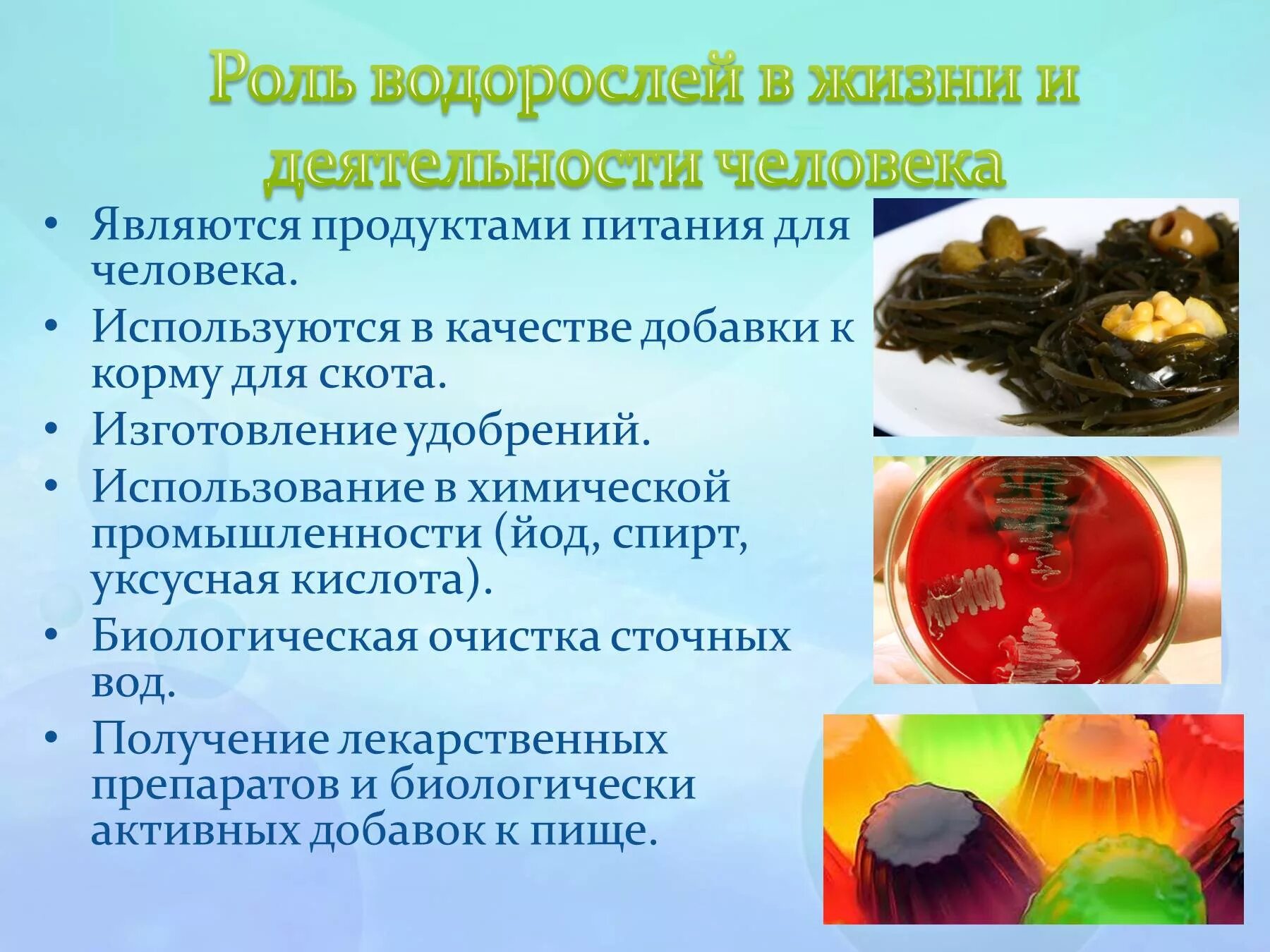 Сообщение о значении водорослей