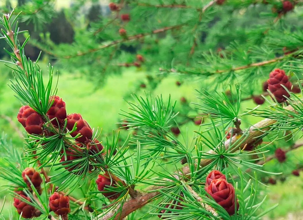 Северные хвойные породы. Лиственница Сибирская Larix sibirica. Лиственница Сибирская (Larix sibirica Ledeb.). Лиственница Сибирская Северная красавица. Лиственница Даурская.