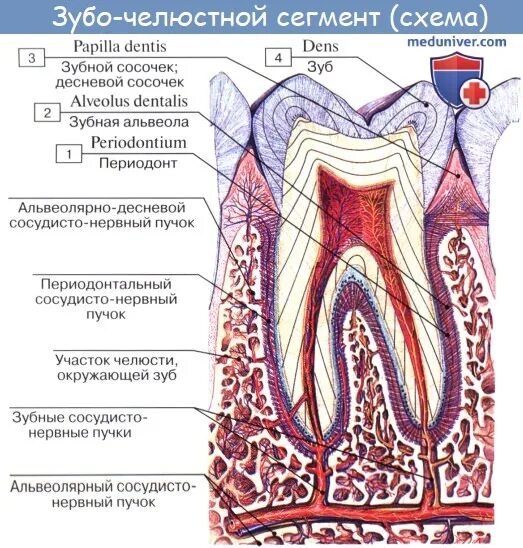 Строение зуба медунивн. Строение зуба медунивер. Строение зуба анатомия медунивер. Строение зуба анатомия латынь.