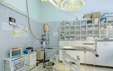 Ветеринарные клиники в ленинском районе