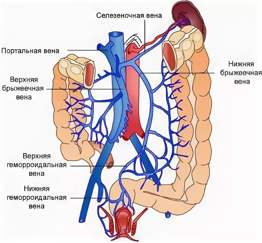 Верхняя брыжеечная Вена. Селезеночная Вега анатомия. Верхняя брыжеечная артерия и Вена. Воротная Вена верхняя брыжеечная.