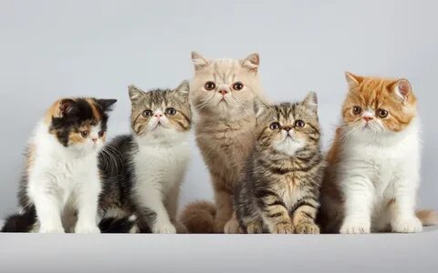 7 кошачьих