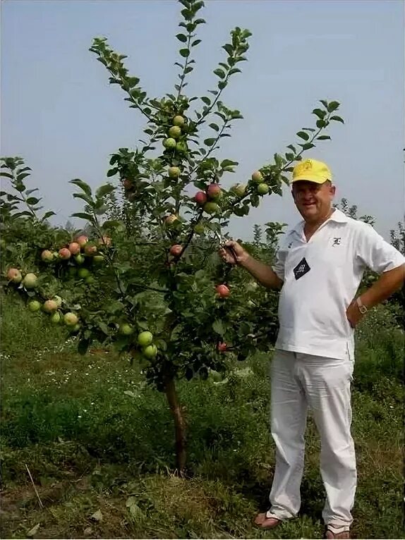 Карликовые яблони для подмосковья. Яблоня слаборослый подвой. Карликовый подвой м9 для яблони. Яблоня на карликовом подвое. Подвой полукарлик 54-118.