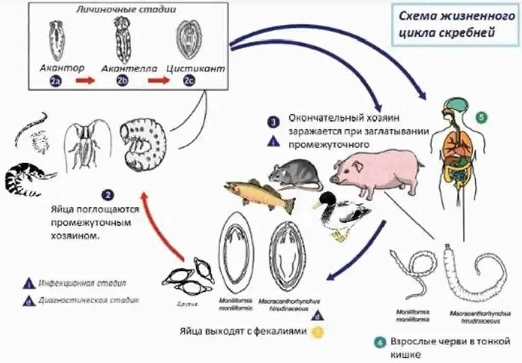 Цикл развития скребней. Жизненный цикл гельминтов схема. Схема цикла развития скребня гигантского. Схема жизненного цикла червей паразитов животных.