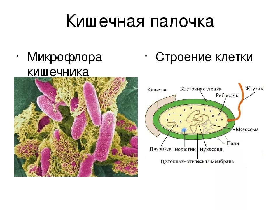 Кишечная палочка отзывы. Кишечная палочка строение клетки. Схема строения кишечной палочки. Кишечная палочка строение кишечной. Бактерия кишечная палочка строение.