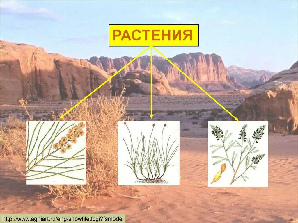 Какие растения обитают в пустынях и полупустынях. Растительный мир пустынь и полупустынь. растения полупустынь. растения в пустыне название.