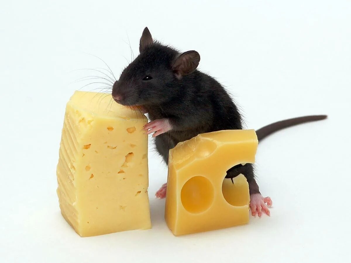 Едят ли мышей. Мышка. Мышка в сыре. Что едят мыши. Мышка с сыром.