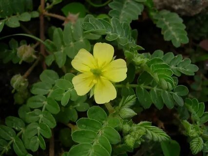 Tribulus terrestris