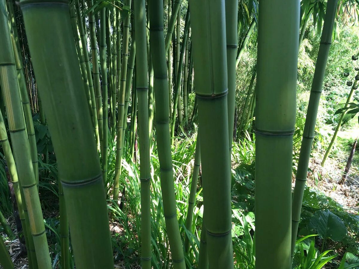 Бамбуковое дерево. Бамбук абстракция. Бамбук материал. Московский бамбук. Московский бамбук.