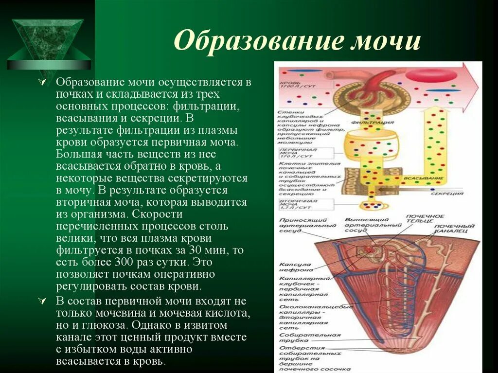 Первичная моча образуется в. Образование мочи. Первичная моча образование. Образование и выведение мочи.