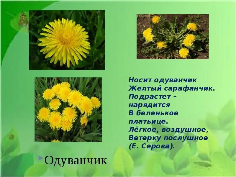 Желтый одуванчик стих. Е серова одуванчик стихотворение. одуванчик желтый сарафанчик. отдел одуванчик желтый сарафанчик. одуванчик желтый сарафанчик подрастет нарядится в беленькое.