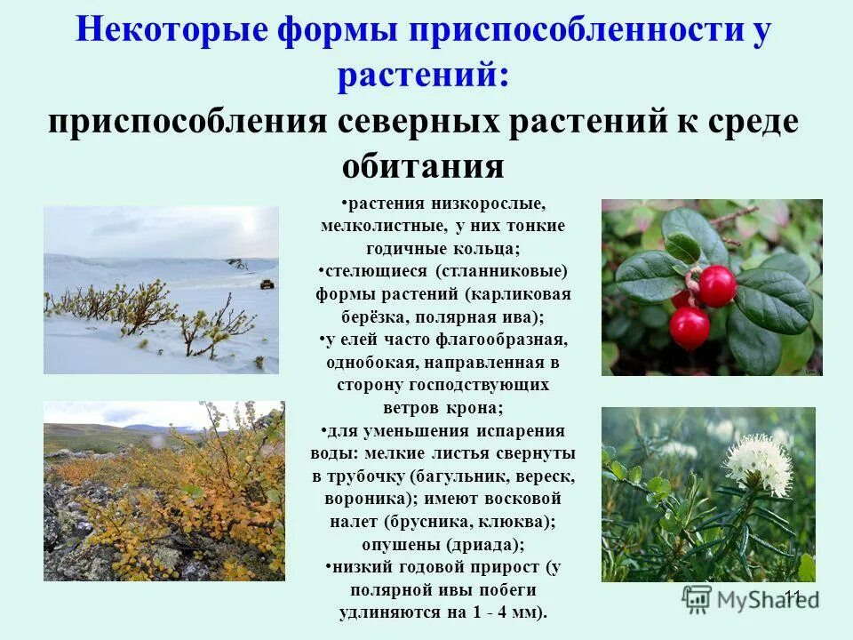 Какое приспособление способствует охлаждению растений при повышении. Приспособление растений к среде. приспособление растений к окружающей среде. приспособления растений к условиям среды обитания. условия приспособления растений.