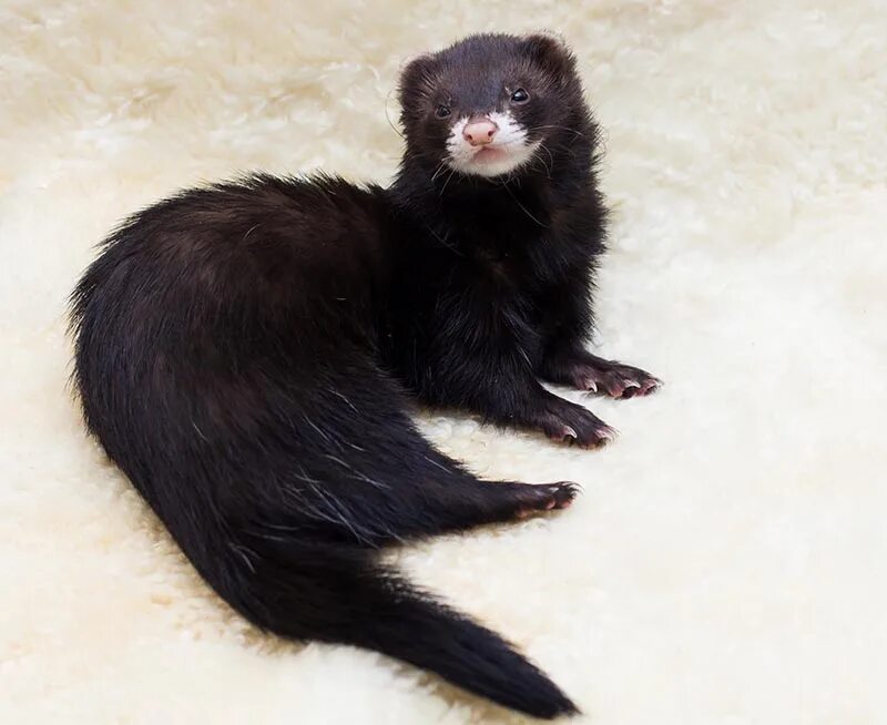 норка черная маленькая. черное длинное животное. ягуарунди кошка. норка зверек. Mustela lutreola).