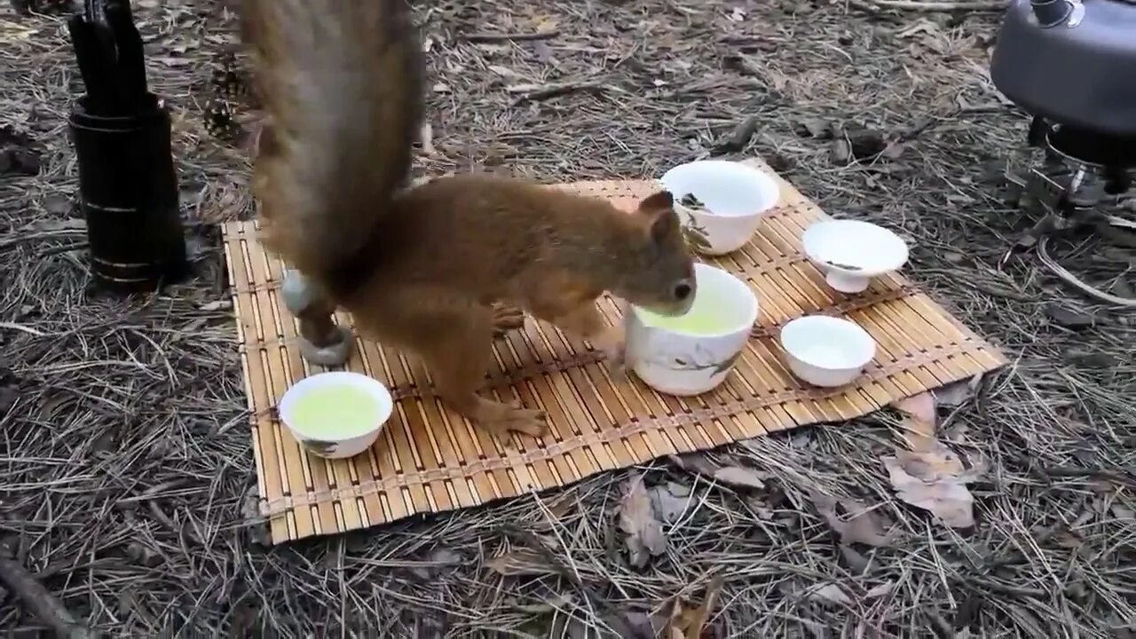 Белочка мультяшная. Белка пьет чай. Белочка пьет чай. Кружка белка. Белка пьет чай.