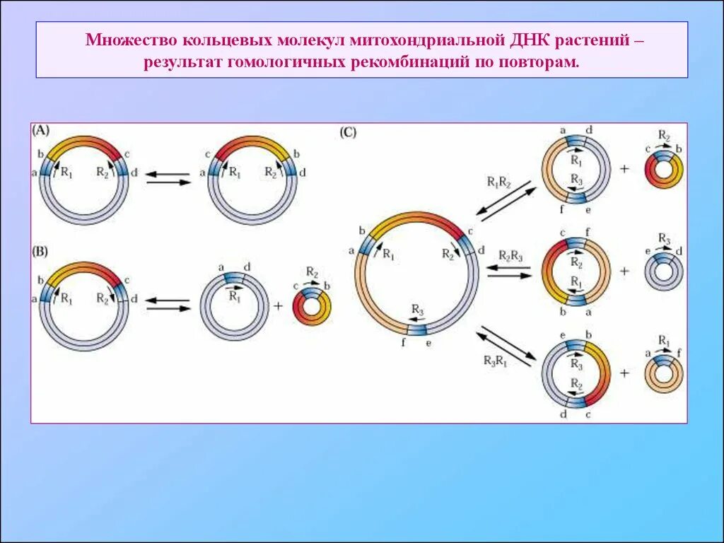 Кольцевая днк характерна для. Кольцевая ДНК. Митохондриальная ДНК. Кольцевая молекула ДНК. Митохондриальная ДНК растений.