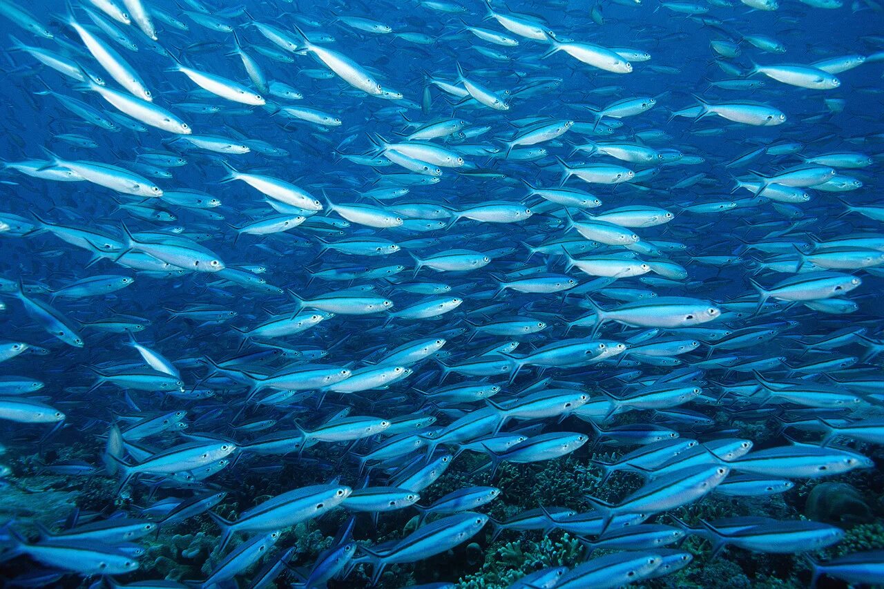 Fish may be