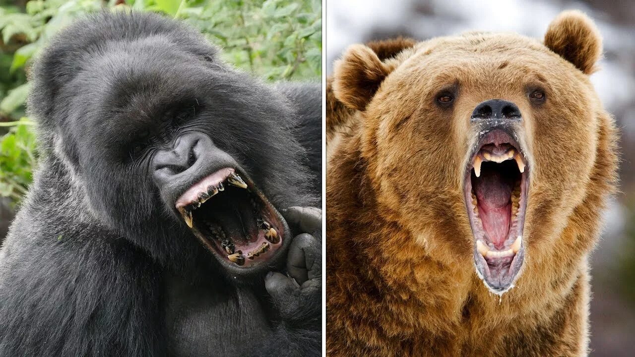 Кто сильнее медведь или горилла. Grizzly vs Gorilla. Gorilla vs Grizzly Bear. Зубы гориллы. Обезьяна Гризли.