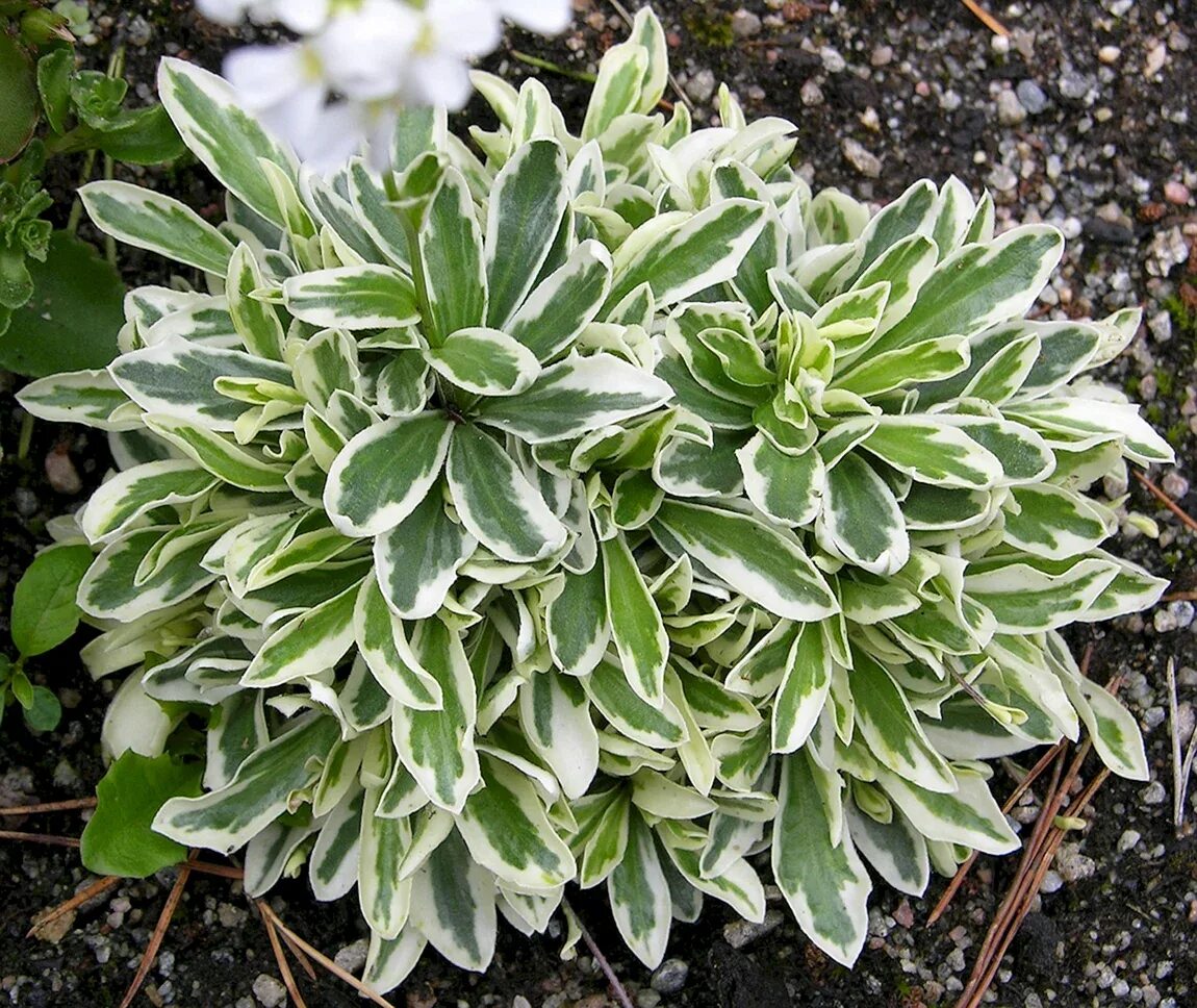Арабис кобургского вариегата. Арабис кавказский variegata. Арабис фердинанда кобургского variegata. Арабис кавказский variegata. Арабис фердинанда кобургского вариегата.