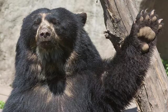 Очковый медведь Южной Америки. Эквадор очковый медведь. Очковый (Андский) медведь. Очковый медведь Tremarctos ornatus. Bear s eye