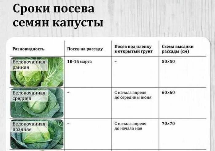 Сроки посадки в средней полосе россии. Период высадки поздней капусты в грунт. Сроки высадки капусты на рассаду. Дата посадки рассады поздней капусты в грунт. Сроки высадки в грунт рассады поздней капусты.