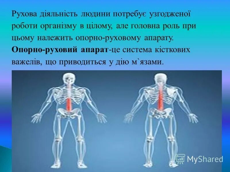 Система це. Опорноруховый аппарат. Опорно-двигательный аппарат человека. Опорно двигателнқй аппарат. Фізіологія скелетних м’язів опорно - рухового апарату..