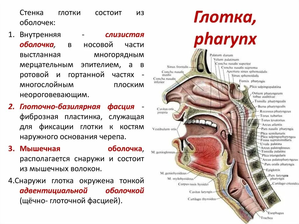 Полость рта Спланхнология. Глотка Спланхнология анатомия. Сообщения частей глотки (pharynx).