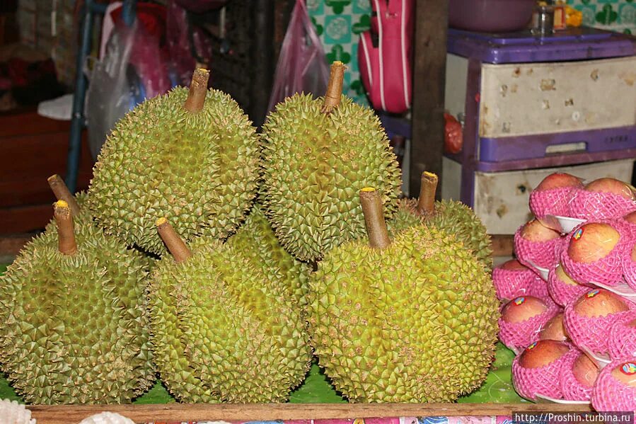 Запрещенный фрукт в тайланде. Дуриан фрукт. Запрещенный фрукт. Запрещенный фрукт. Дуриан фрукт.