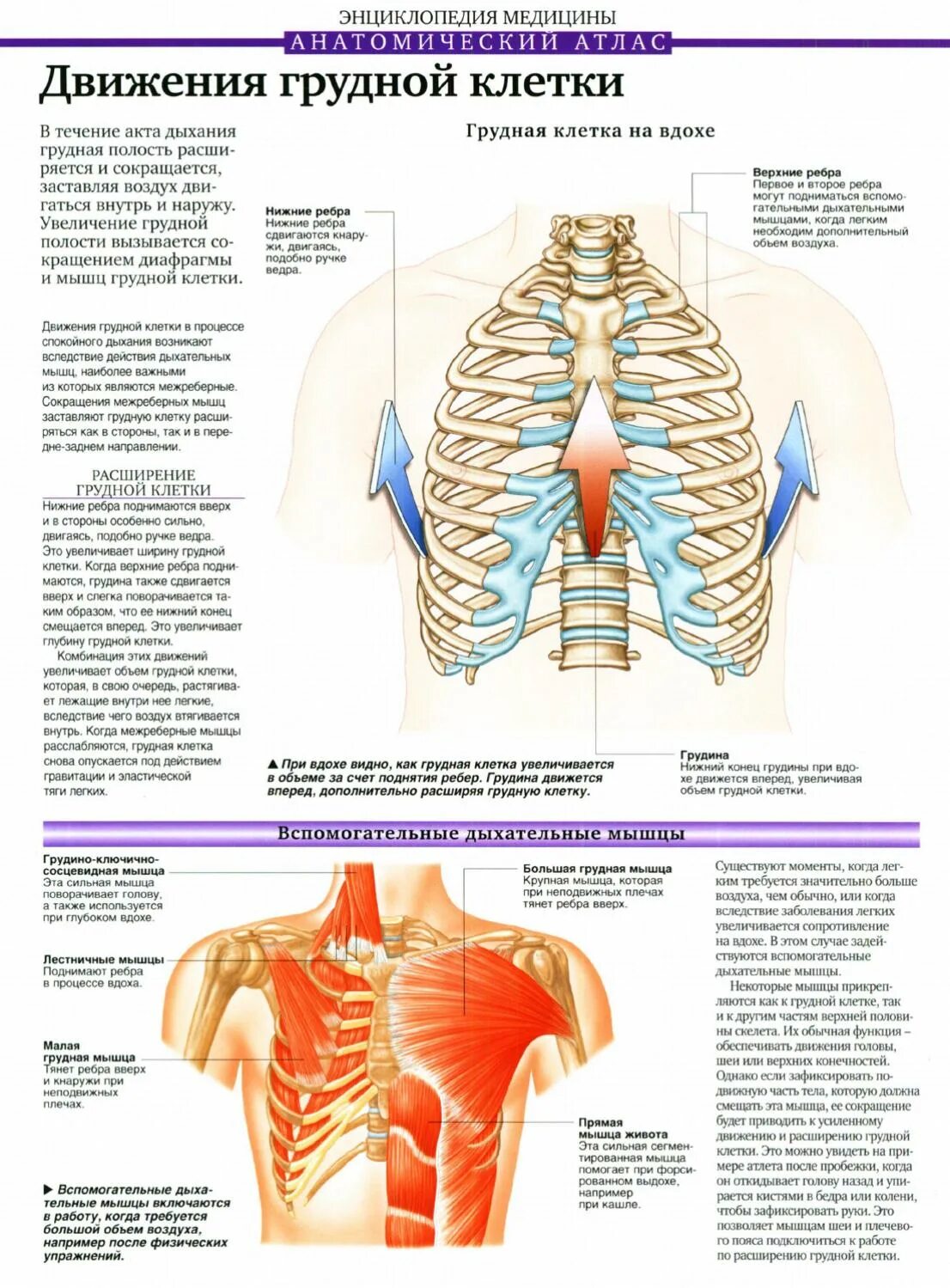 Движение грудной клетки. Анатомический атлас грудной клетки. Анатомия шыцы грудной клетки. Расширение грудной клетки мышцы.