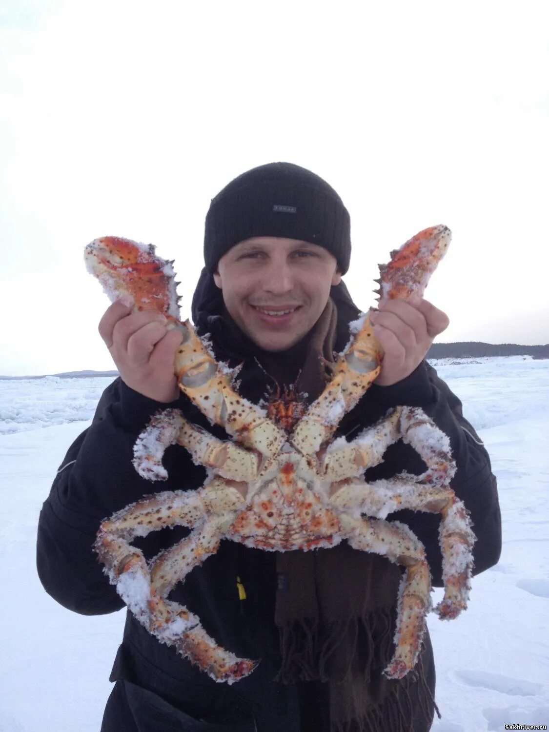 Лицо краба. Зимний краб. Магаданский краб. Крабы дальнего Востока. Зимующий краб.