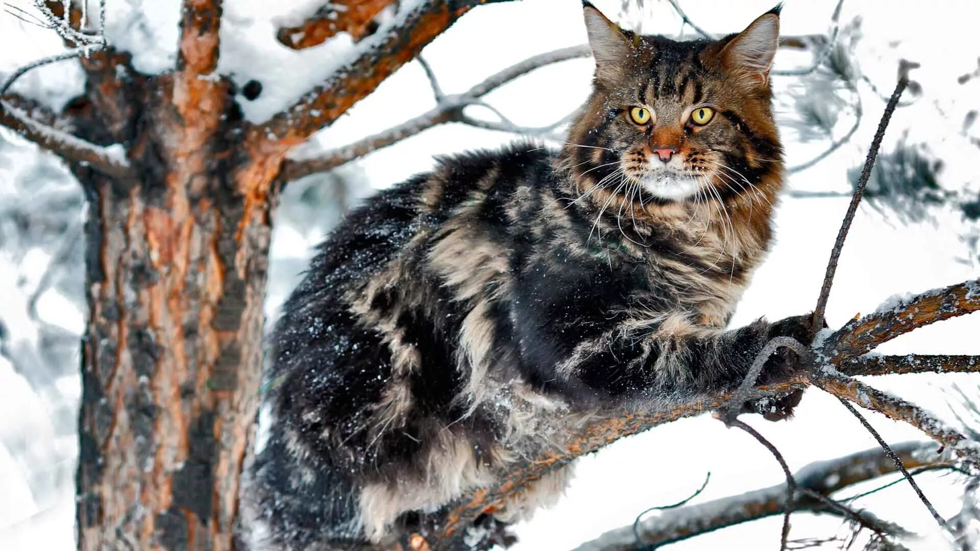 Мейн кун лесной окрас. Куна лесная. Куна лесная. Мейн кун и лесная кошка. Кошка мейн кун.