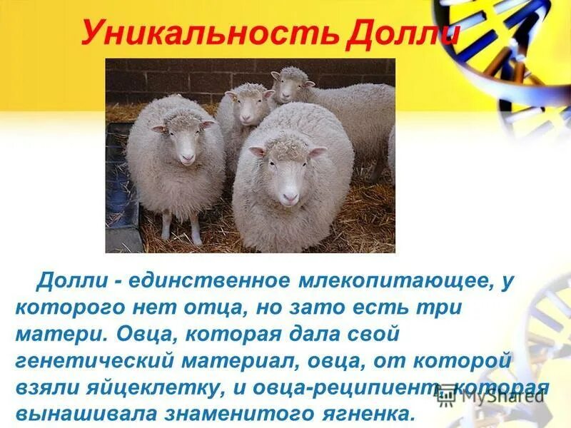 овечка долли песня