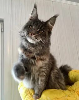 Кун отзывы